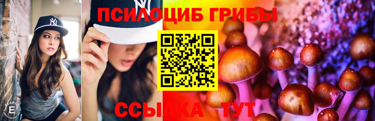 Псилоцибиновые грибы Cubensis Кандалакша